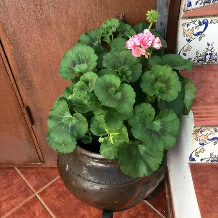 La Herencia Алия